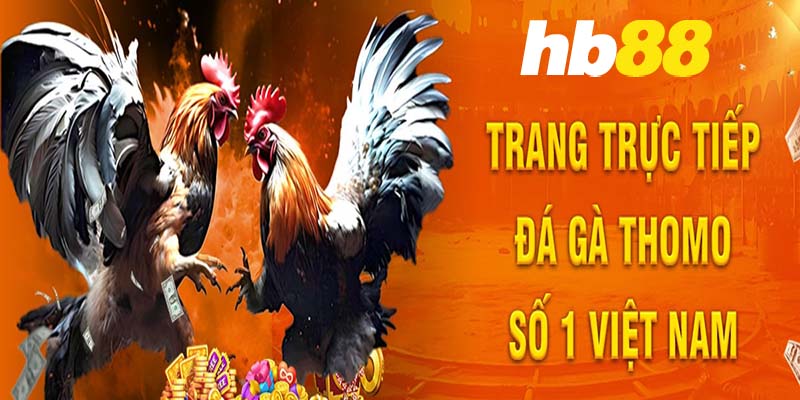 Làm thế nào để bắt đầu tham gia đá gà tại HB88?